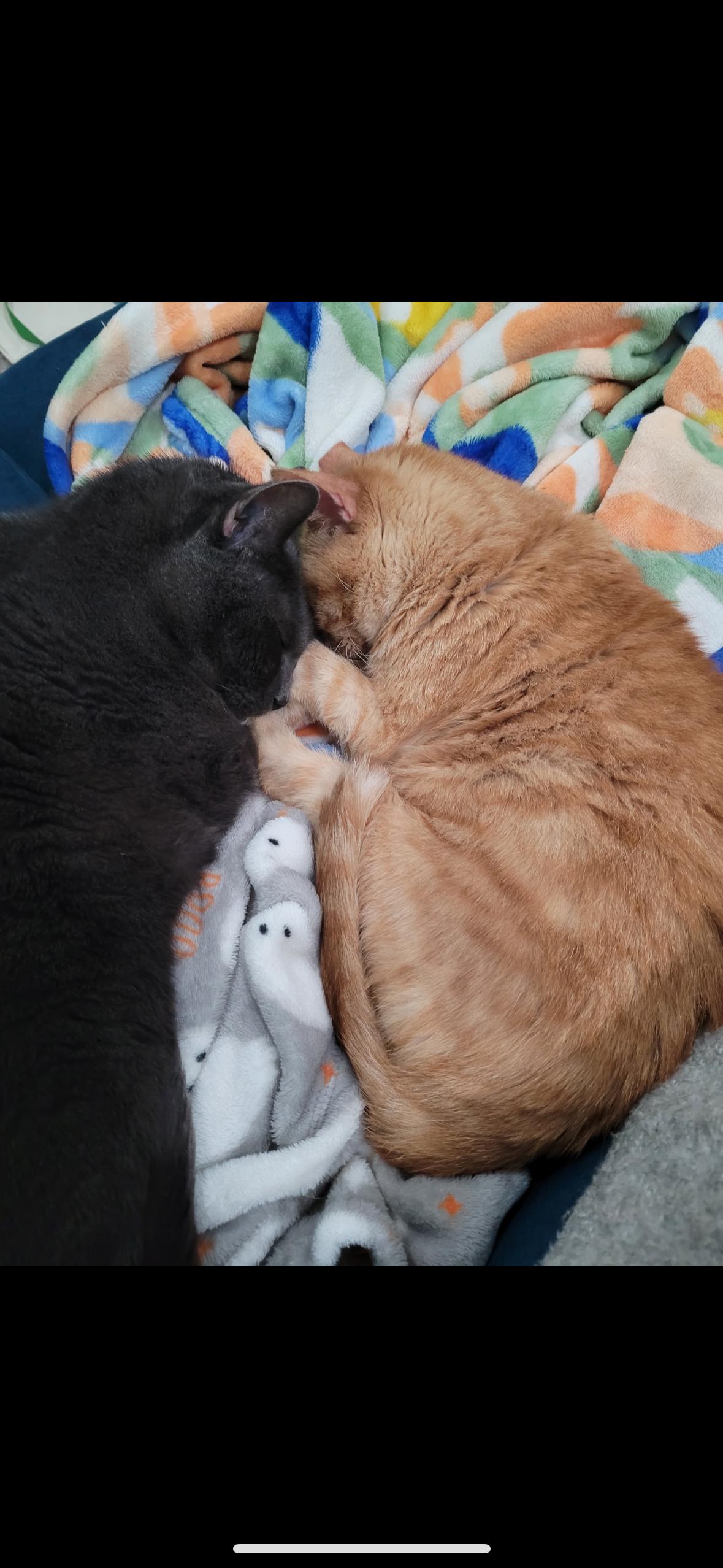 Jewel, a Adoptable mixed breed in Omaha, NE image 6/6