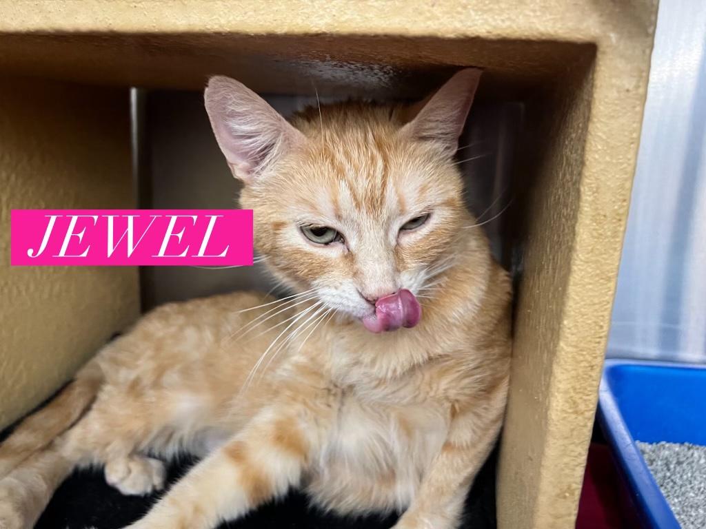 Jewel, an adoptable Domestic Short Hair, Tabby in Omaha, NE, 68130 | Photo Image 4