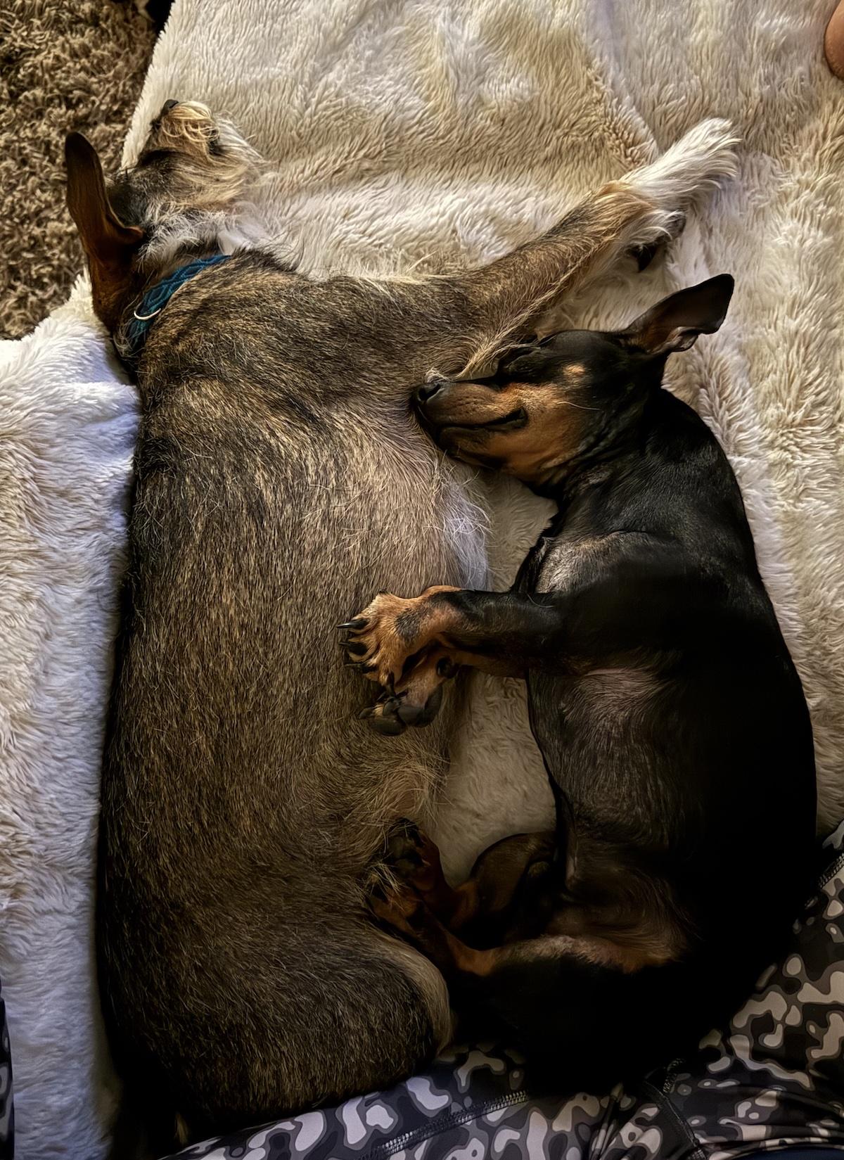 Rex, Adoptable, Adult Male Chihuahua & Dachshund.