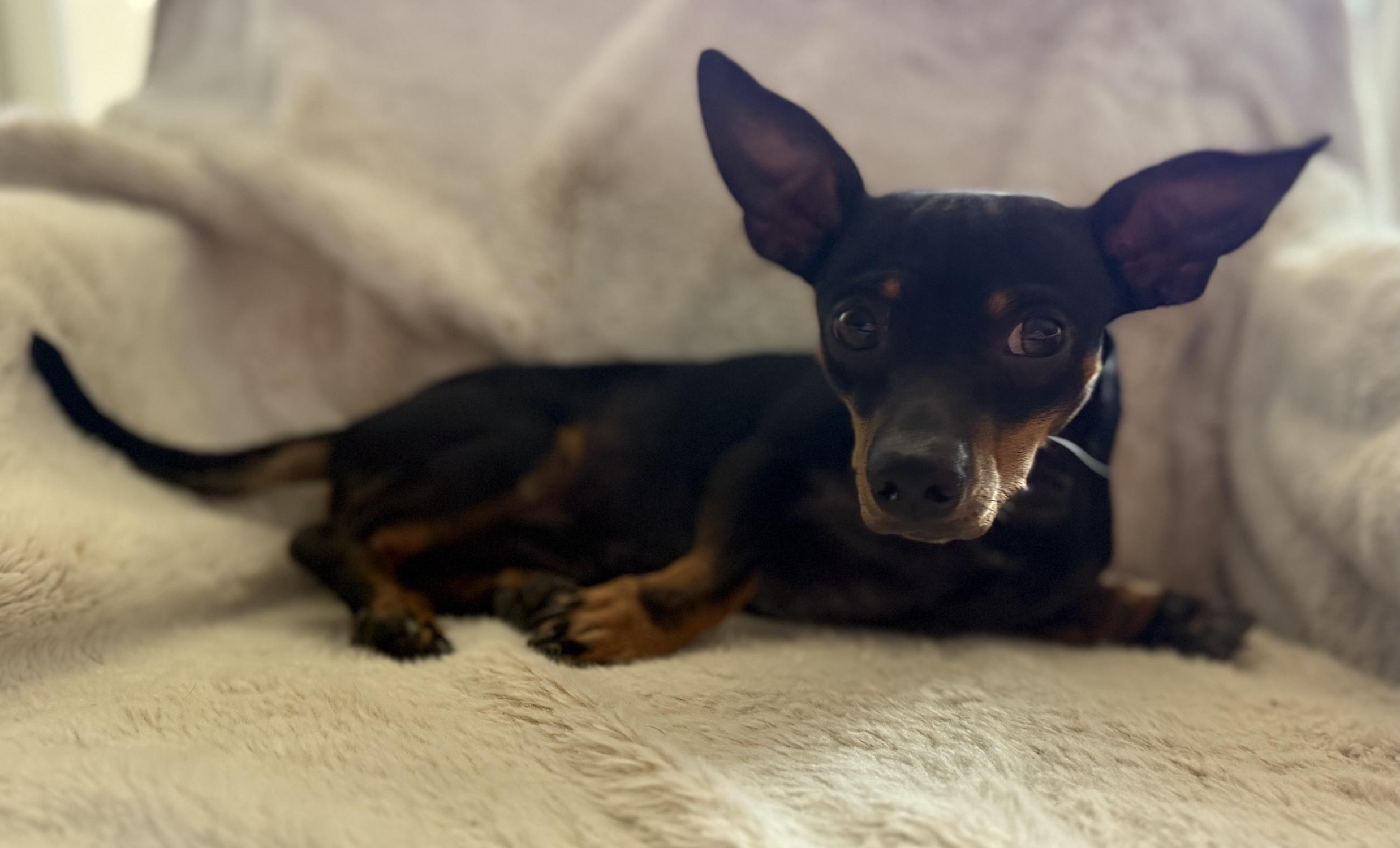 Rex, a Adoptable mixed breed in Scottsdale, AZ image 2/6