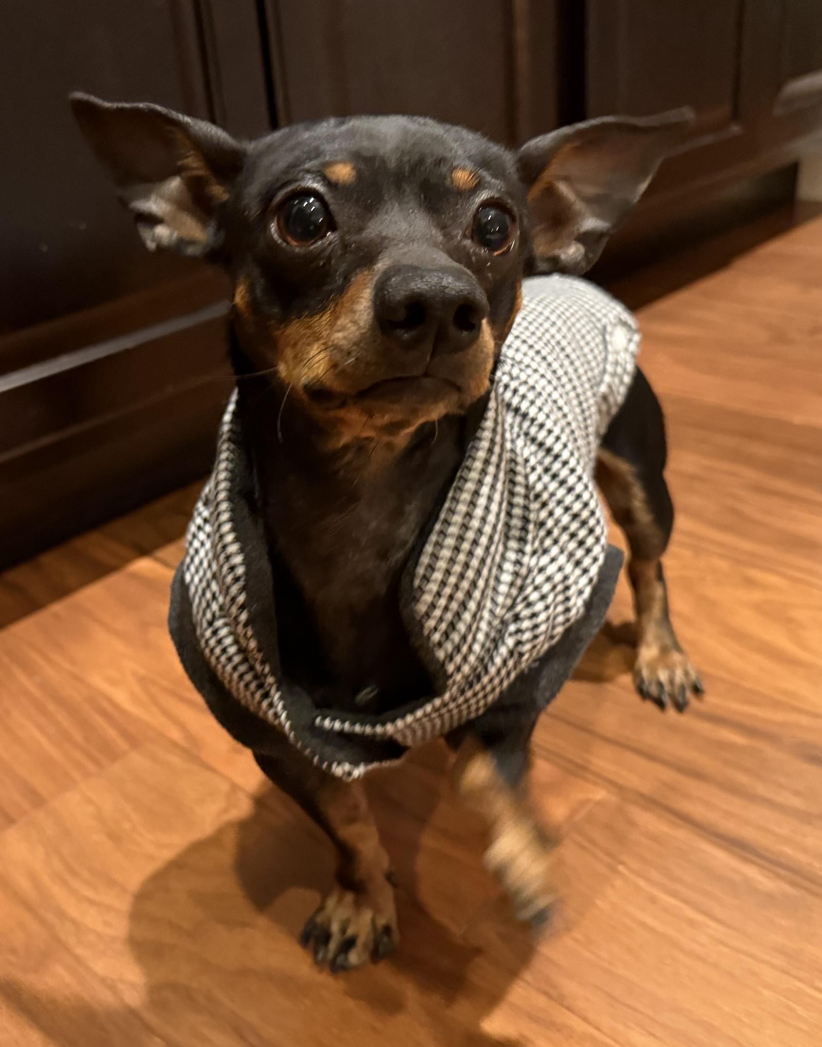 Rex, a Adoptable mixed breed in Scottsdale, AZ image 3/6