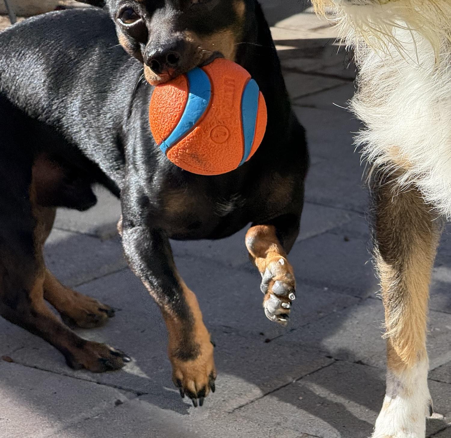 Rex, Adoptable, Adult Male Chihuahua & Dachshund.