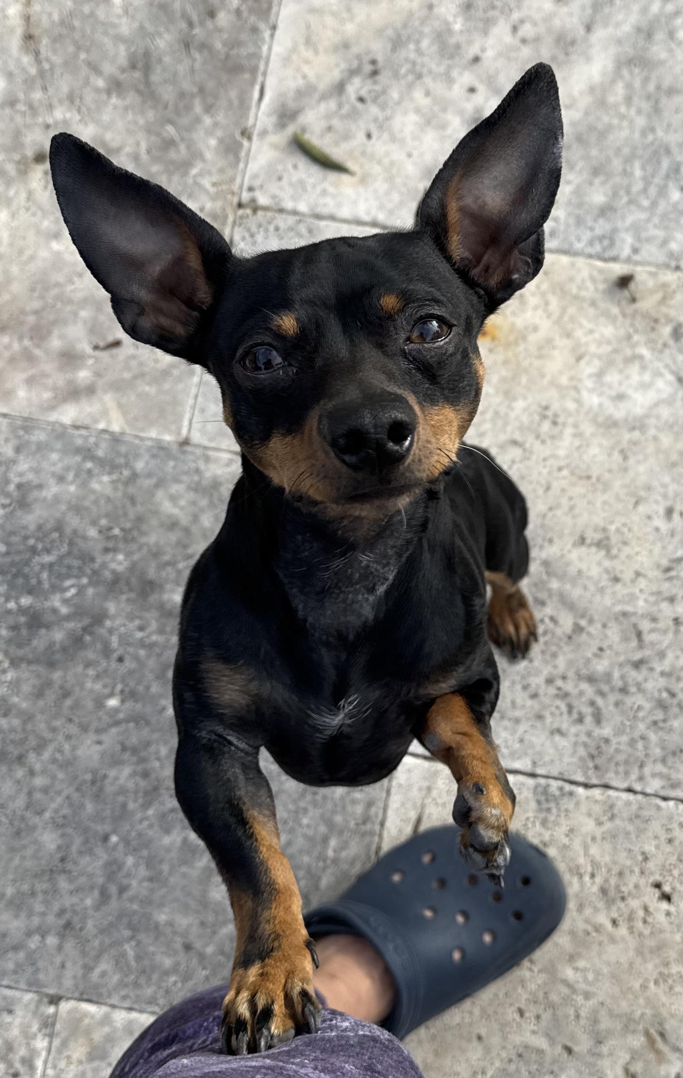 Rex, a Adoptable mixed breed in Scottsdale, AZ image 5/6