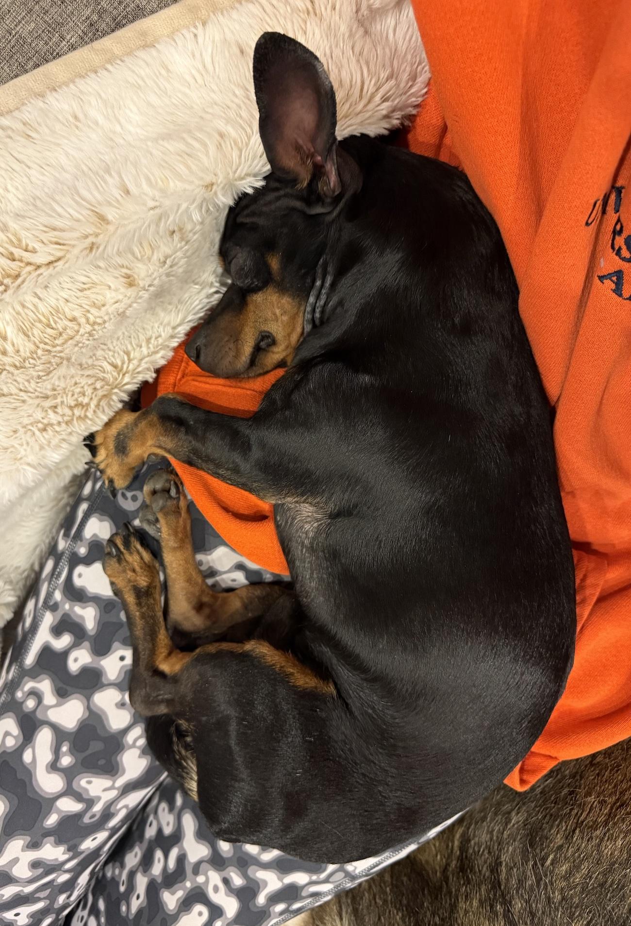 Rex, a Adoptable mixed breed in Scottsdale, AZ image 6/6