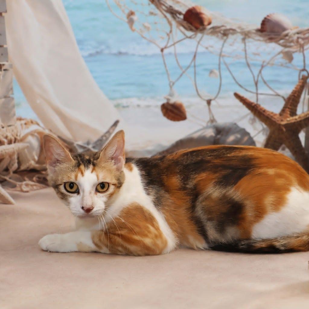 Sonoma, Adoptable, Young Female Domestic Short Hair.