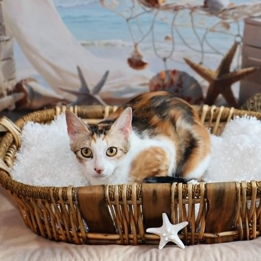 Enlarge Sonoma, a Adoptable Domestic Short Hair in FAIRWAY, KS image 2/6