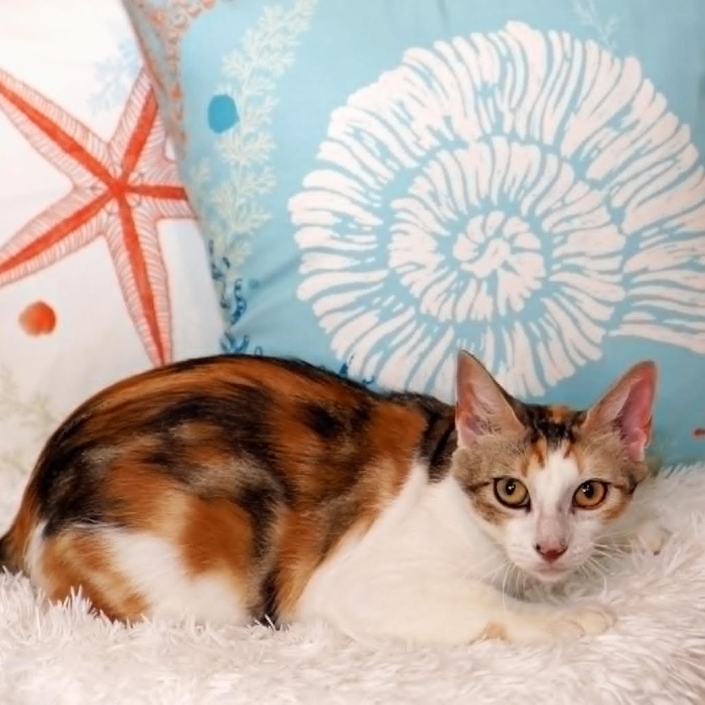 Enlarge Sonoma, a Adoptable Domestic Short Hair in FAIRWAY, KS image 3/6