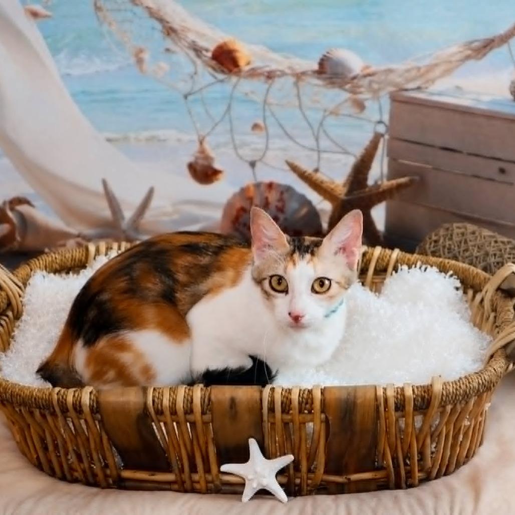 Enlarge Sonoma, a Adoptable Domestic Short Hair in FAIRWAY, KS image 4/6