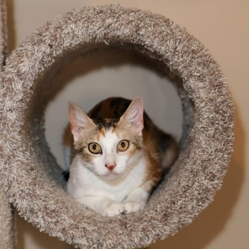 Enlarge Sonoma, a Adoptable Domestic Short Hair in FAIRWAY, KS image 5/6