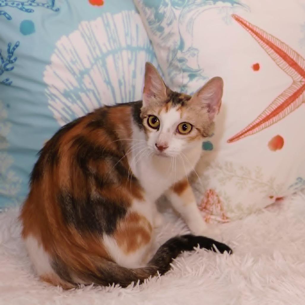 Enlarge Sonoma, a Adoptable Domestic Short Hair in FAIRWAY, KS image 6/6