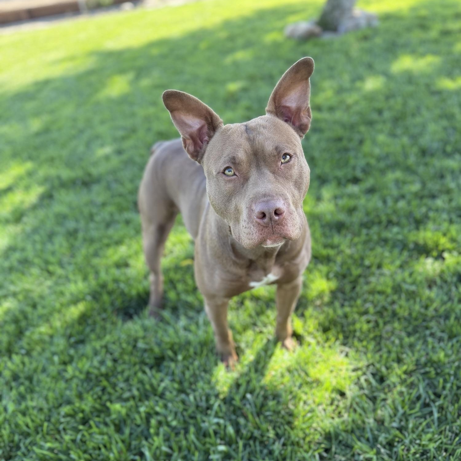 Renia, ADOPTABLE, Adult Female Pit Bull Terrier.