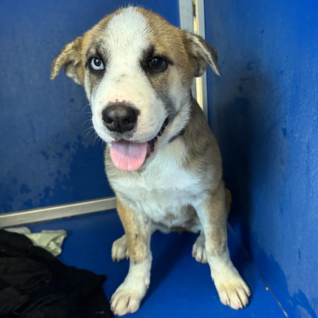 Lola, Adoptable, Puppy Female Mixed Breed.