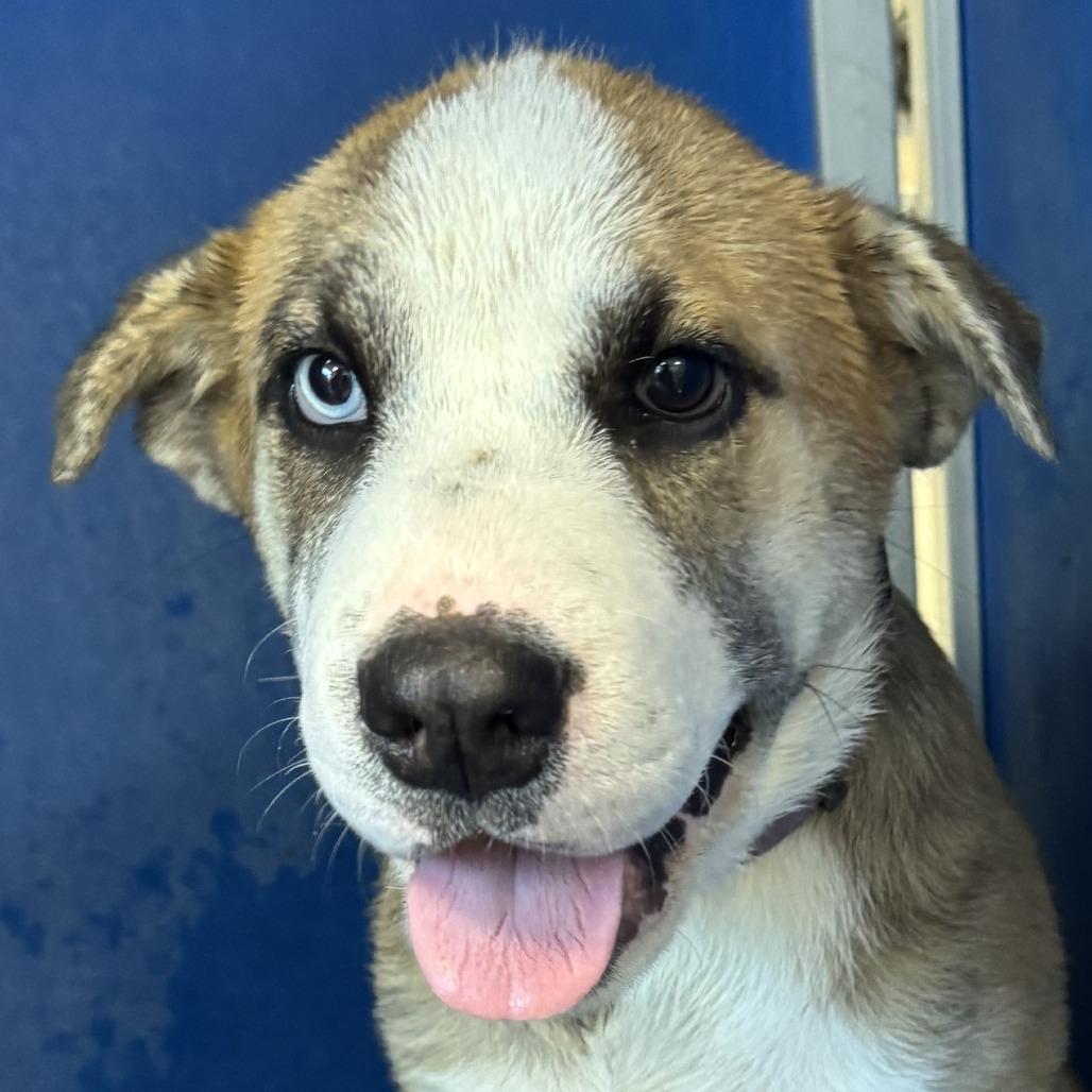 Enlarge Lola, a Adoptable Mixed Breed in Las Cruces, NM image 2/3
