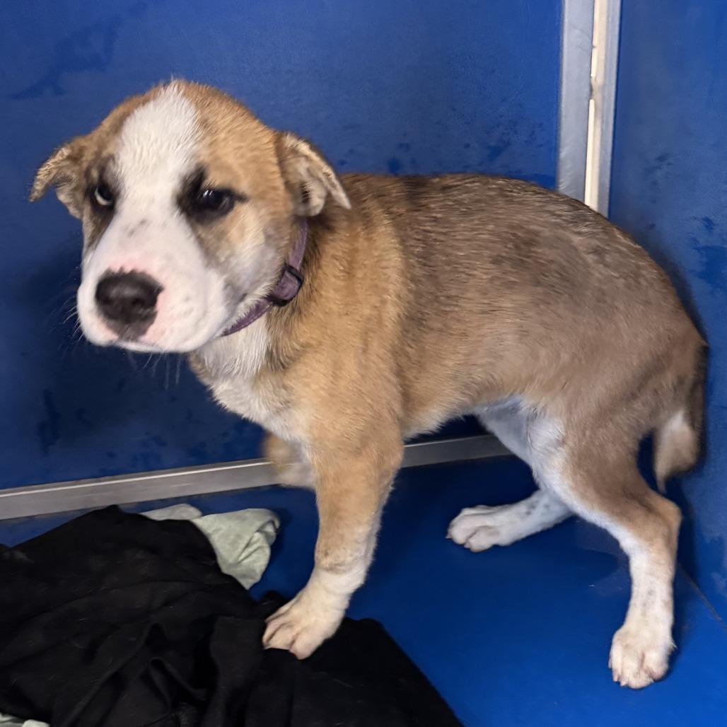 Enlarge Lola, a Adoptable Mixed Breed in Las Cruces, NM image 3/3