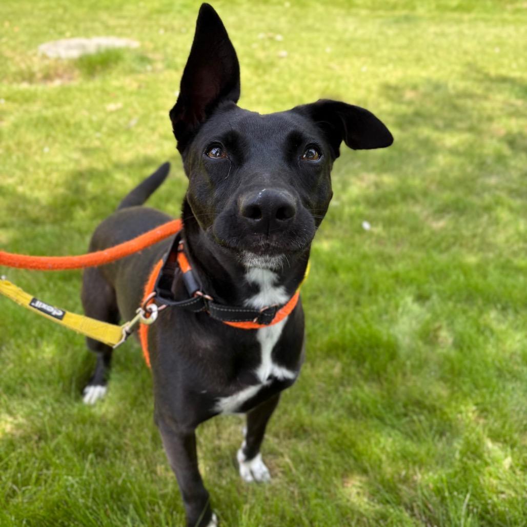Enlarge Millie, a Adoptable Mixed Breed in Spokane, WA image 1/6