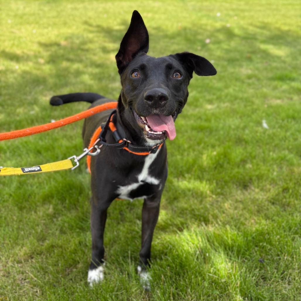 Enlarge Millie, a Adoptable Mixed Breed in Spokane, WA image 2/6