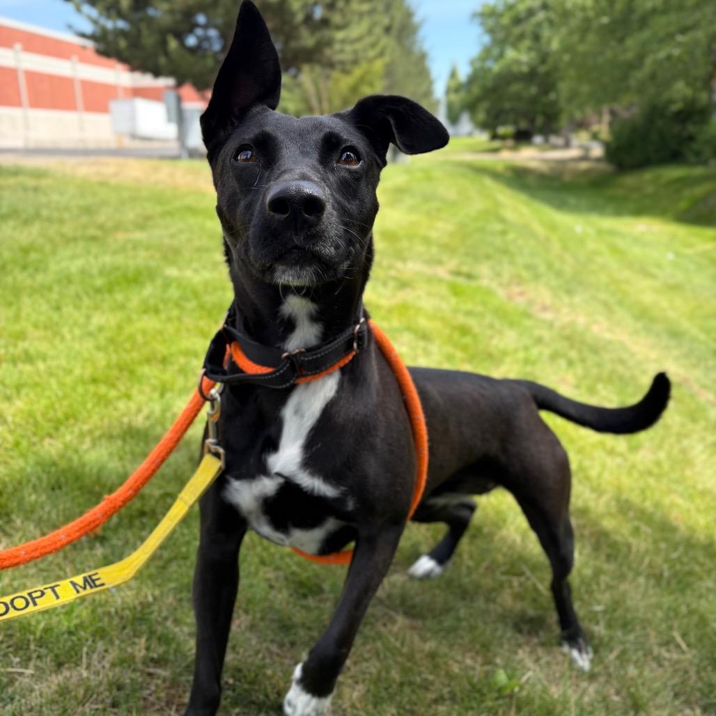 Enlarge Millie, a Adoptable Mixed Breed in Spokane, WA image 3/6