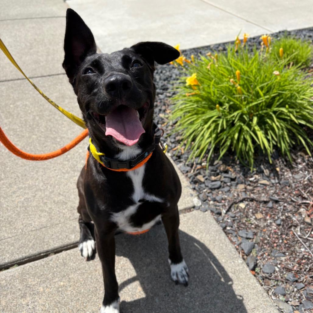 Enlarge Millie, a Adoptable Mixed Breed in Spokane, WA image 4/6