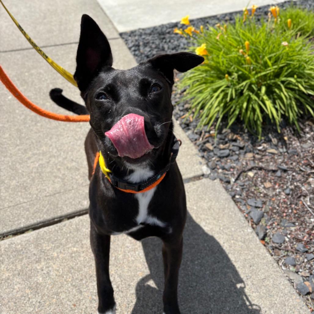 Enlarge Millie, a Adoptable Mixed Breed in Spokane, WA image 5/6