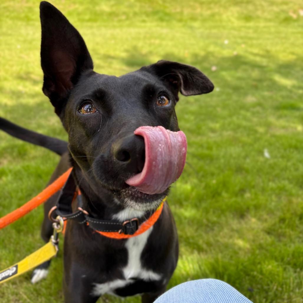 Enlarge Millie, a Adoptable Mixed Breed in Spokane, WA image 6/6