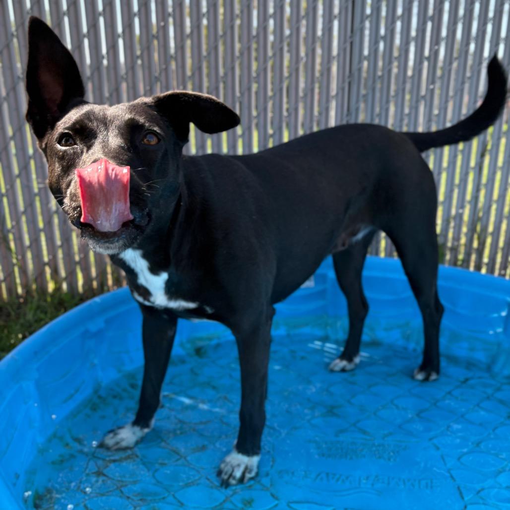 Enlarge Millie, a Adoptable Mixed Breed in Spokane, WA image 6/6