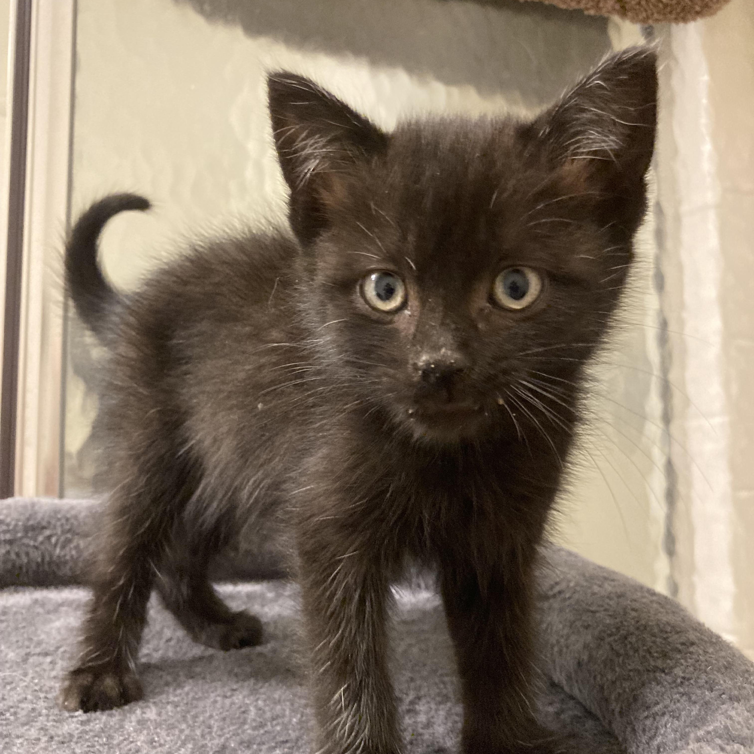 Sandy, Young Female Domestic Short Hair