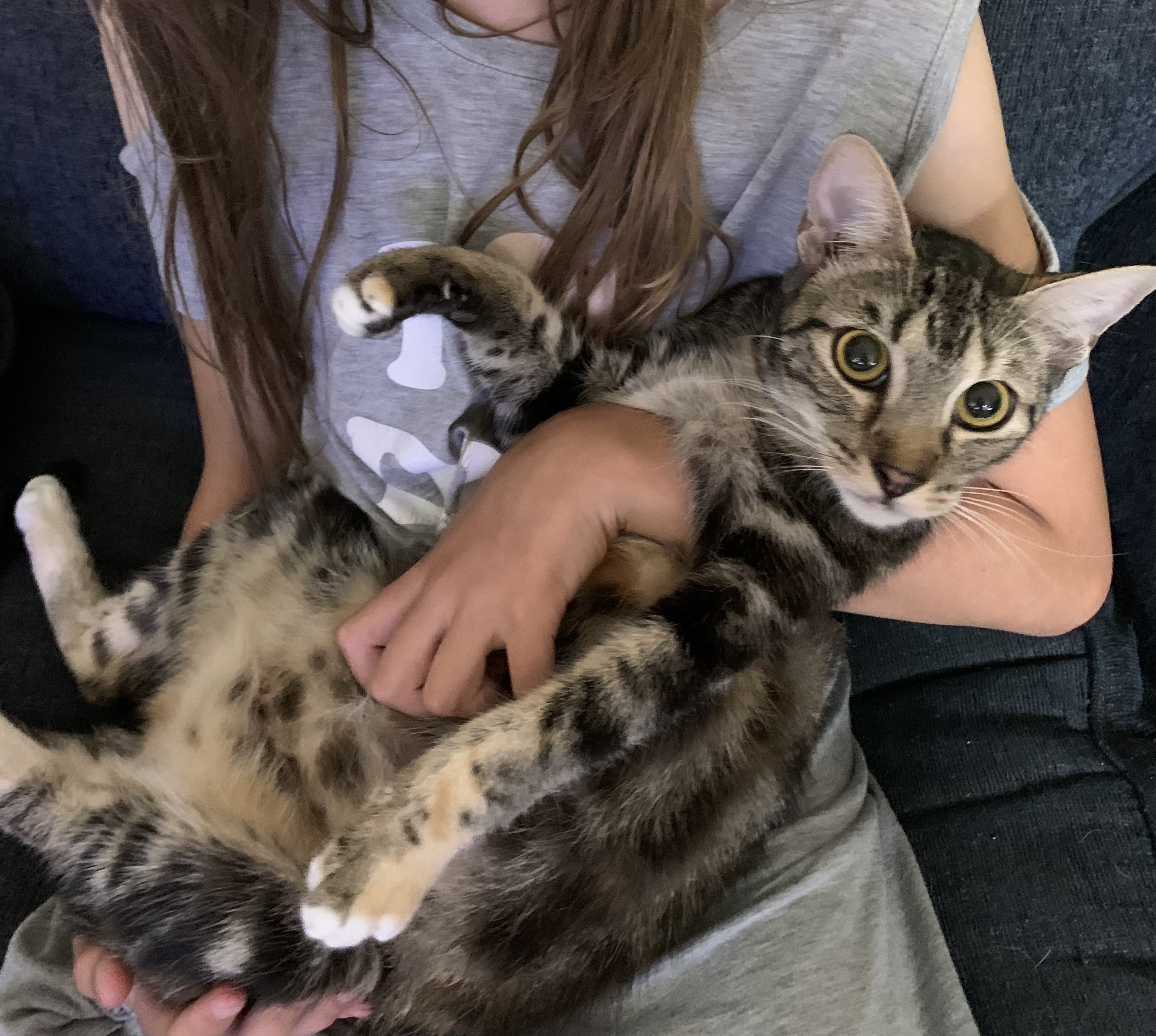 Enlarge Marmalade, a Adopted Tabby in Huntington Beach, CA image 2/5