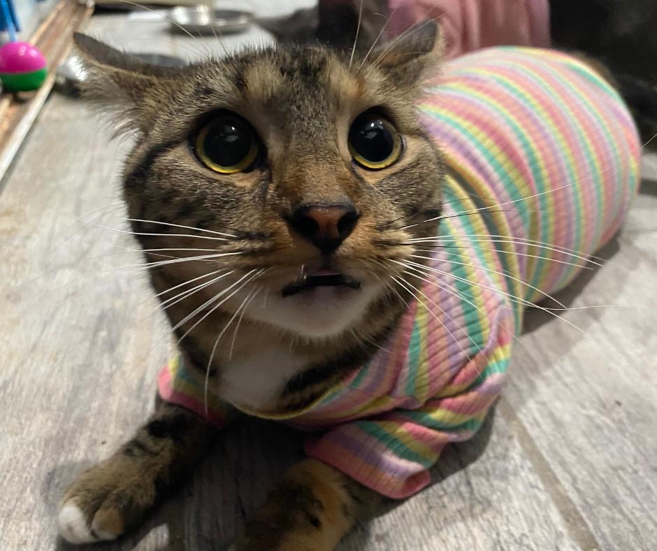 Enlarge Marmalade, a Adopted Tabby in Huntington Beach, CA image 1/5