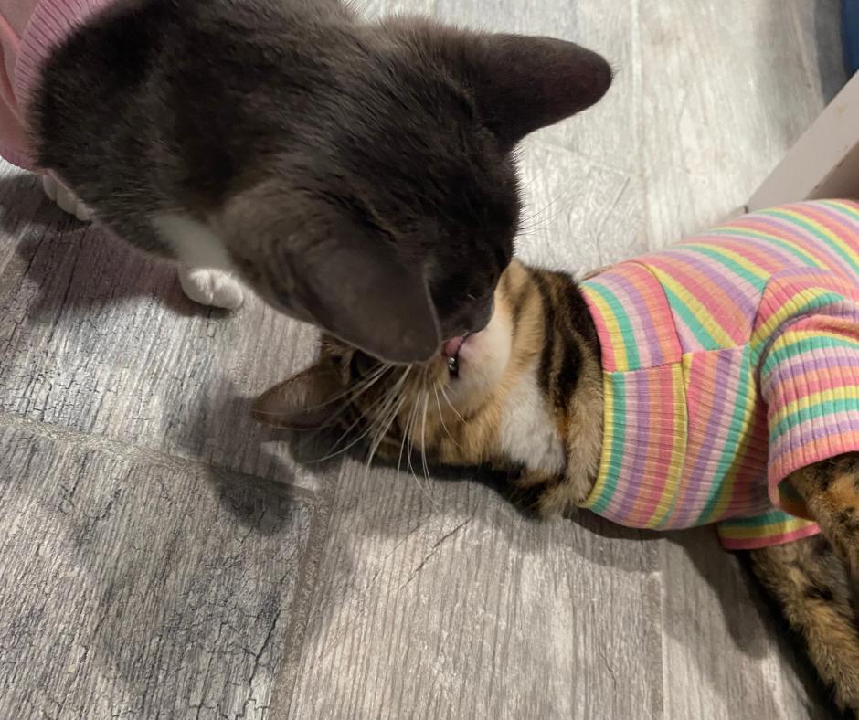 Enlarge Marmalade, a Adopted Tabby in Huntington Beach, CA image 3/5