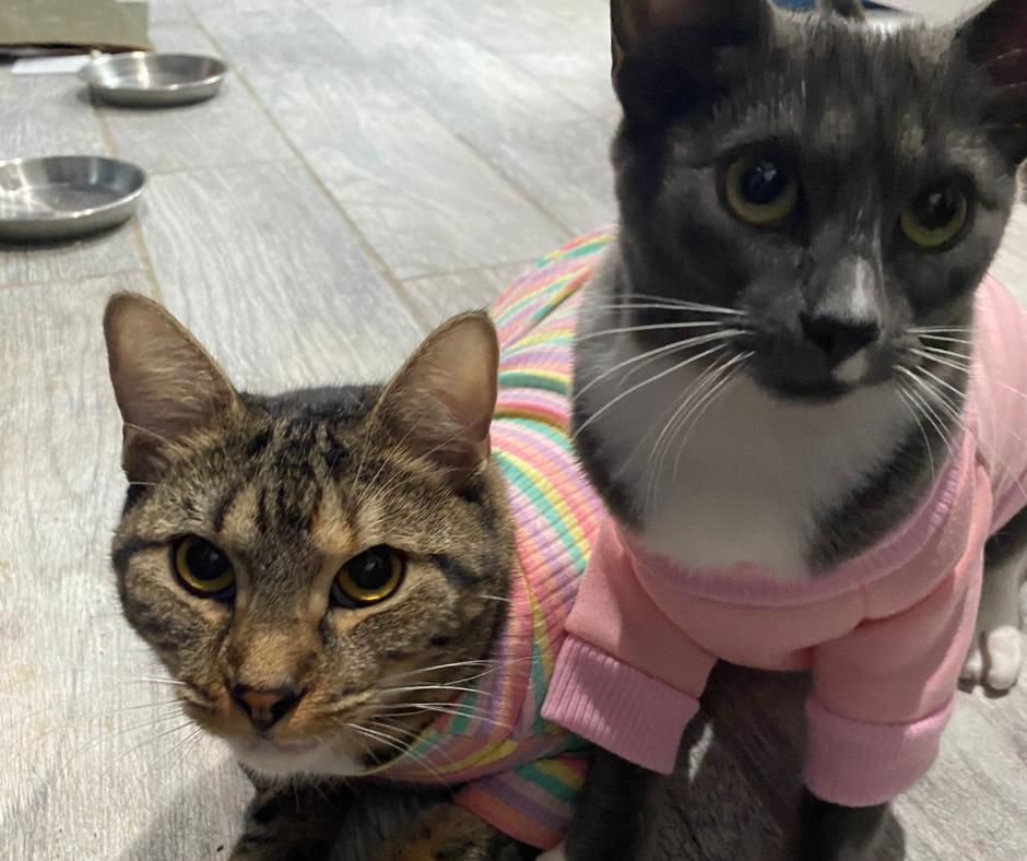 Enlarge Marmalade, a Adopted Tabby in Huntington Beach, CA image 4/5