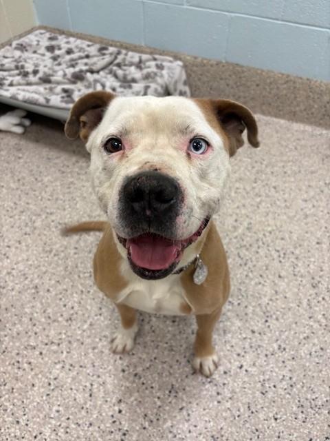 Enlarge MARCO, a Adoptable mixed breed in Brighton, CO image 1/1