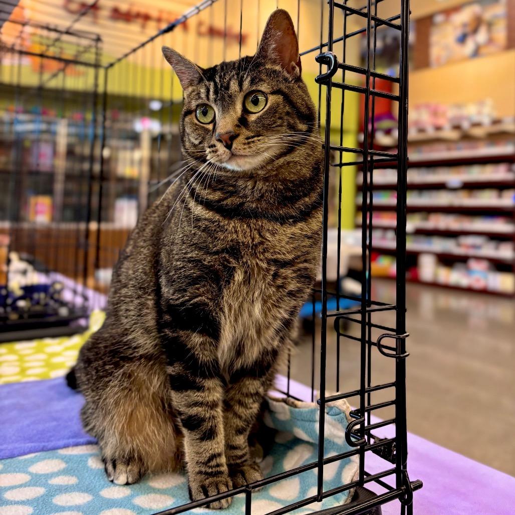 Nabi, Adoptable, Adult Female Domestic Short Hair.