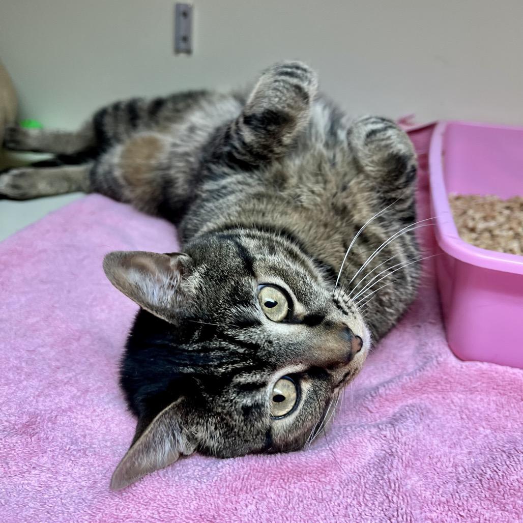 Nana, Adoptable, Adult Female Domestic Short Hair.