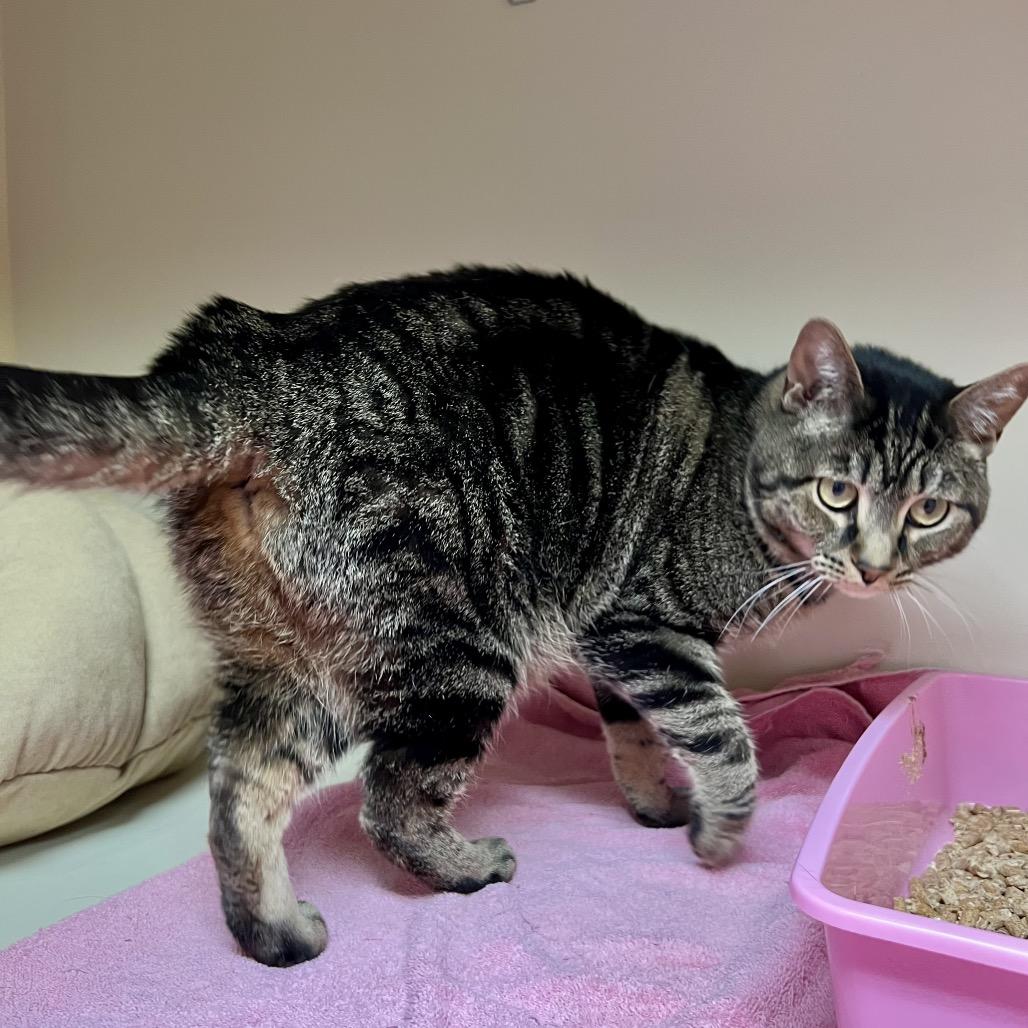 Enlarge Nana, a Adoptable Domestic Short Hair in Morgan Hill, CA image 2/6