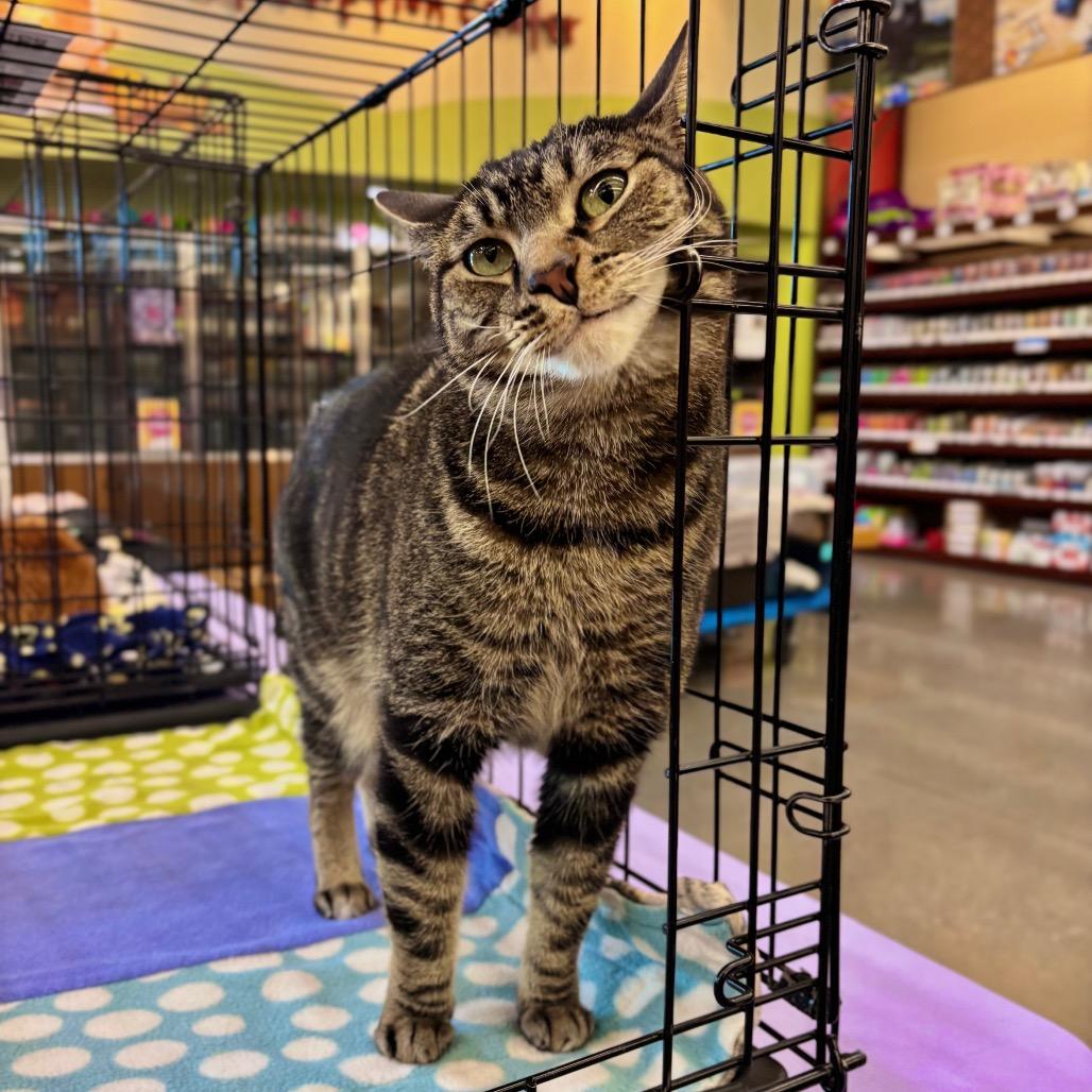 Enlarge Nabi, a Adoptable Domestic Short Hair in Morgan Hill, CA image 4/6