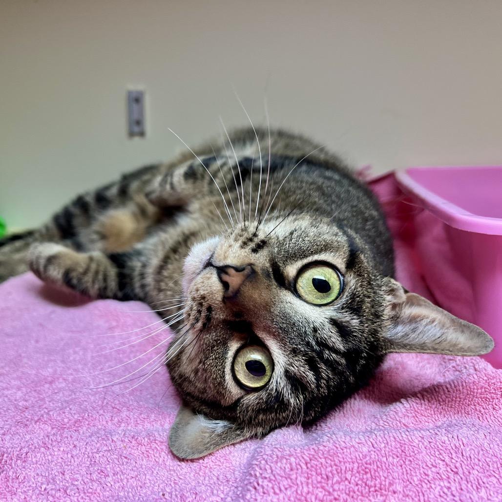 Enlarge Nana, a Adoptable Domestic Short Hair in Morgan Hill, CA image 3/6