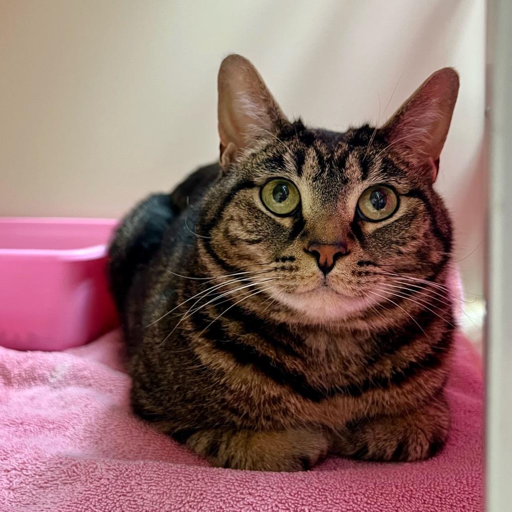 Enlarge Nana, a Adoptable Domestic Short Hair in Morgan Hill, CA image 5/6