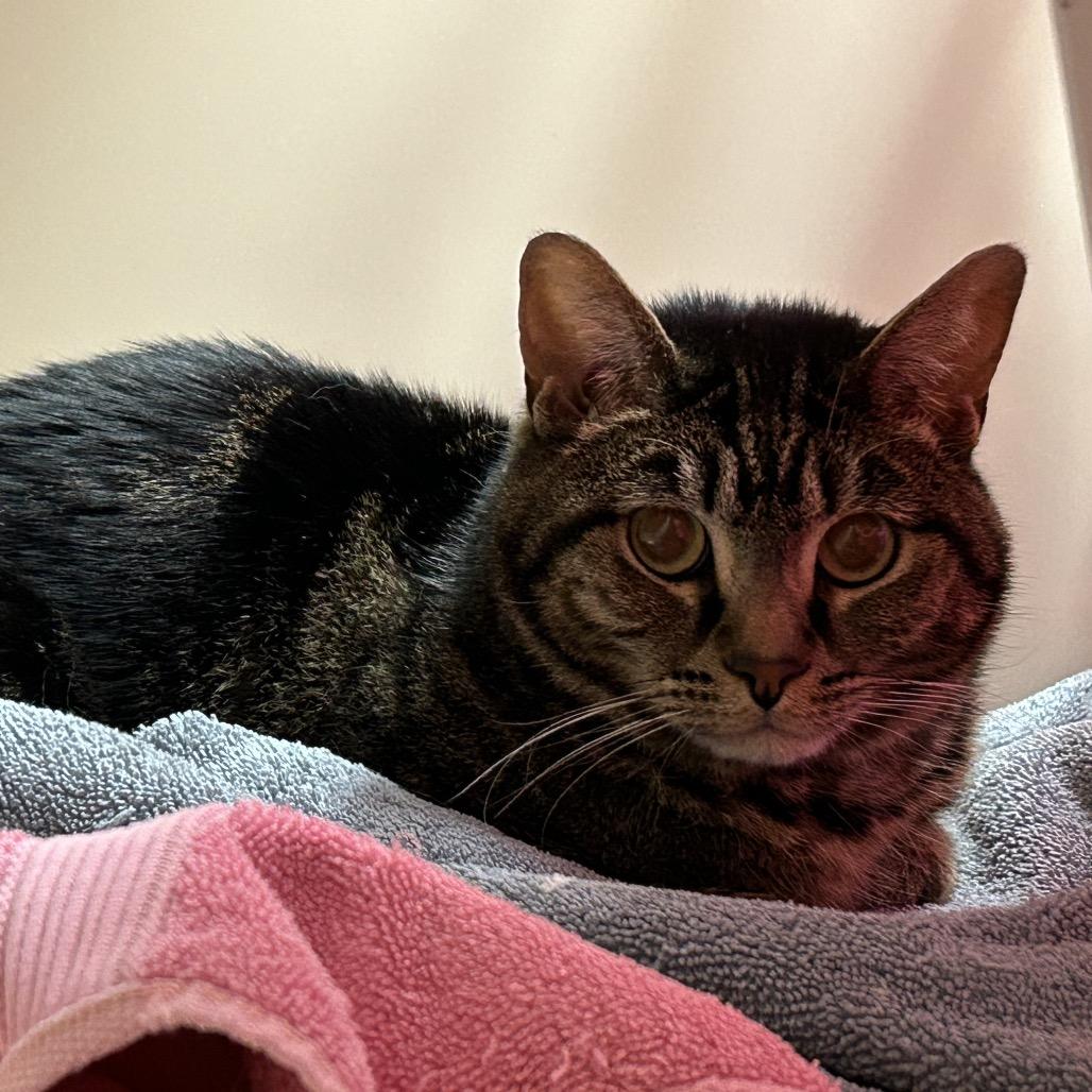 Enlarge Nana, a Adoptable Domestic Short Hair in Morgan Hill, CA image 6/6