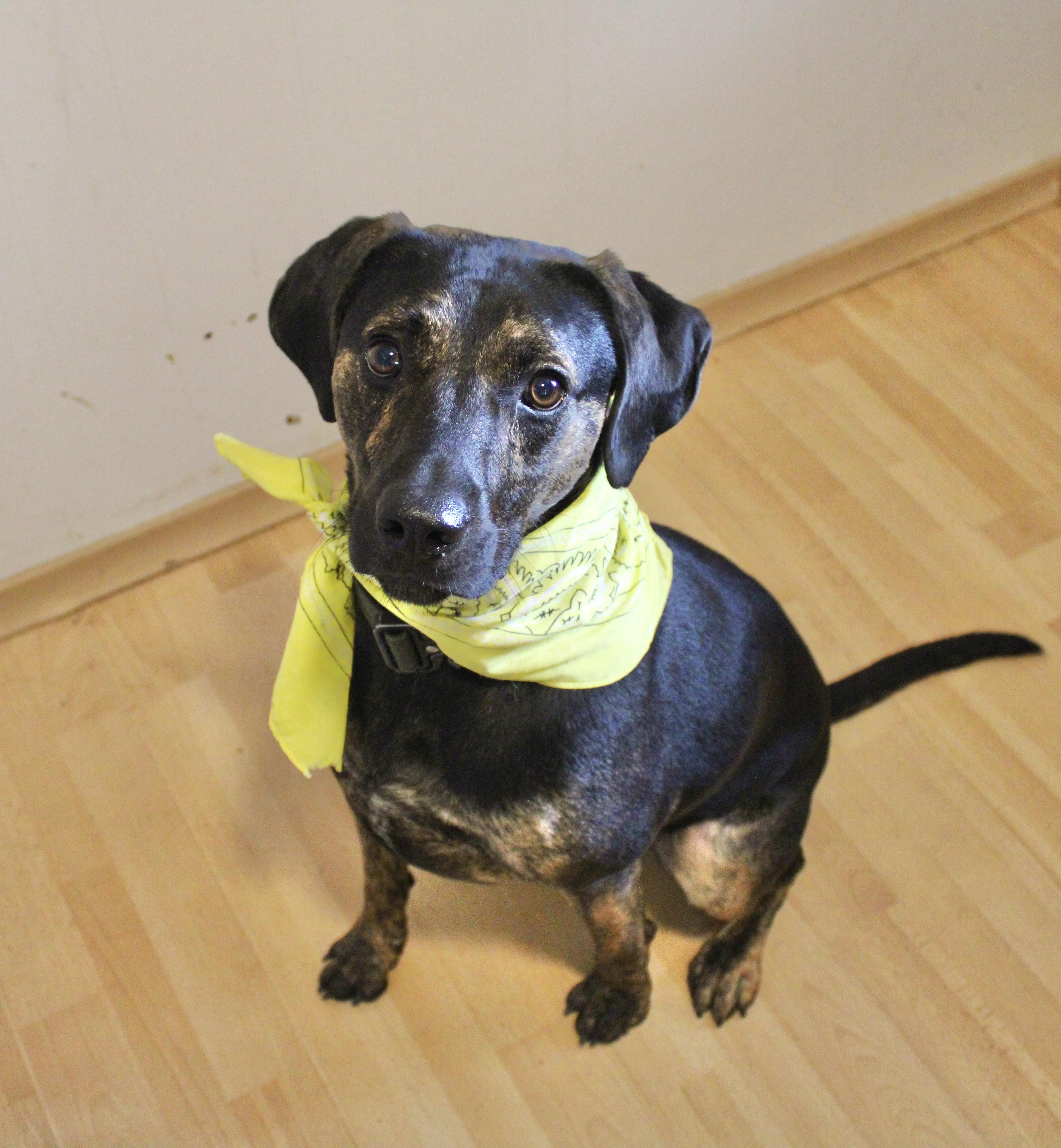 Simon, a Adoptable Mountain Cur in Manchester, CT image 1/3
