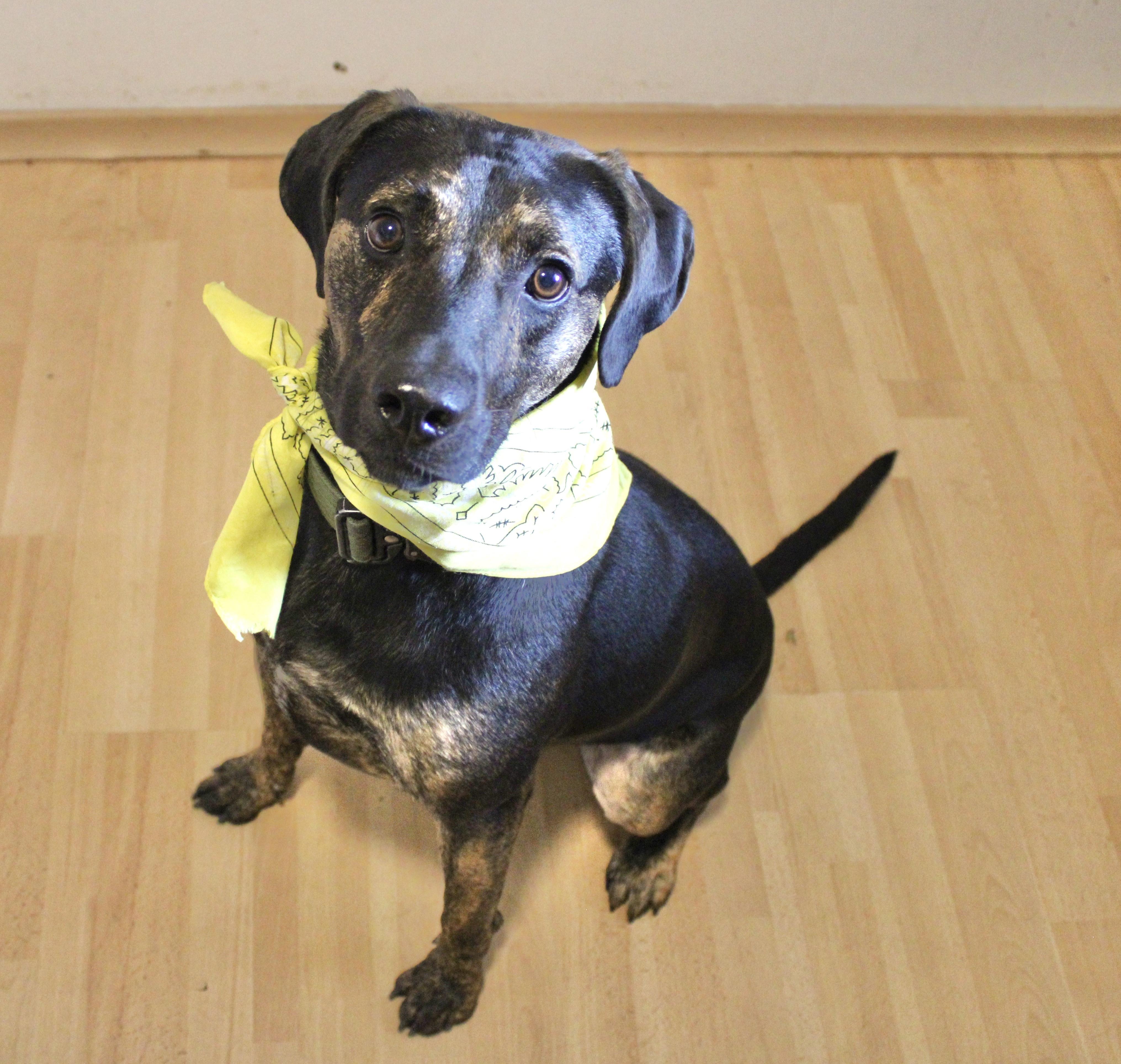 Simon, a Adoptable Mountain Cur in Manchester, CT image 2/3
