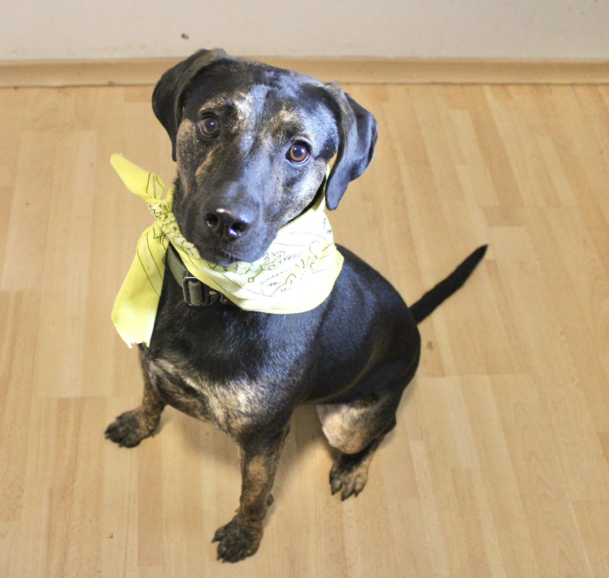 Simon, Adoptable, Adult Male Mountain Cur.