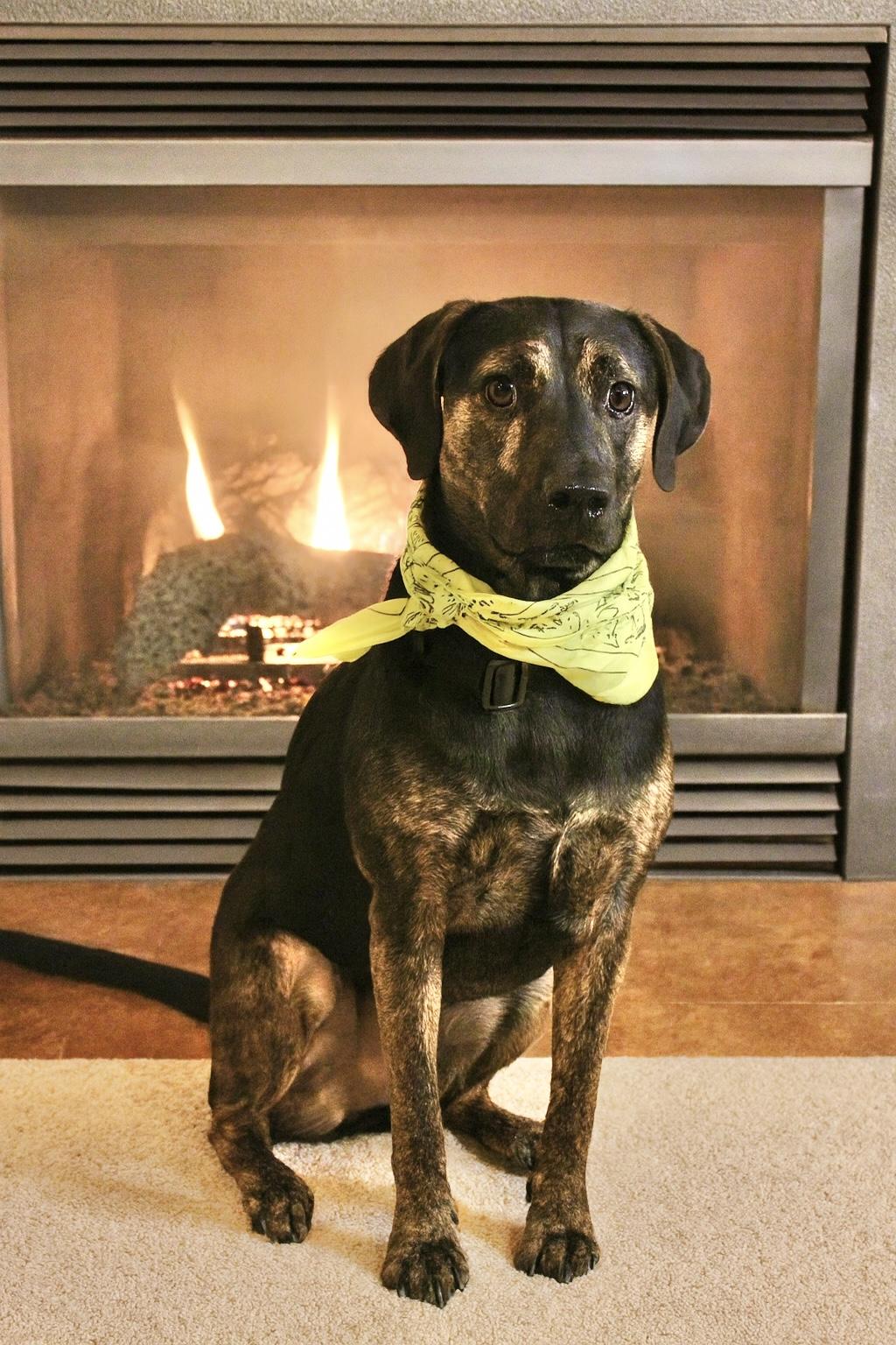 Enlarge Simon, a Adoptable Mountain Cur in Manchester, CT image 1/4
