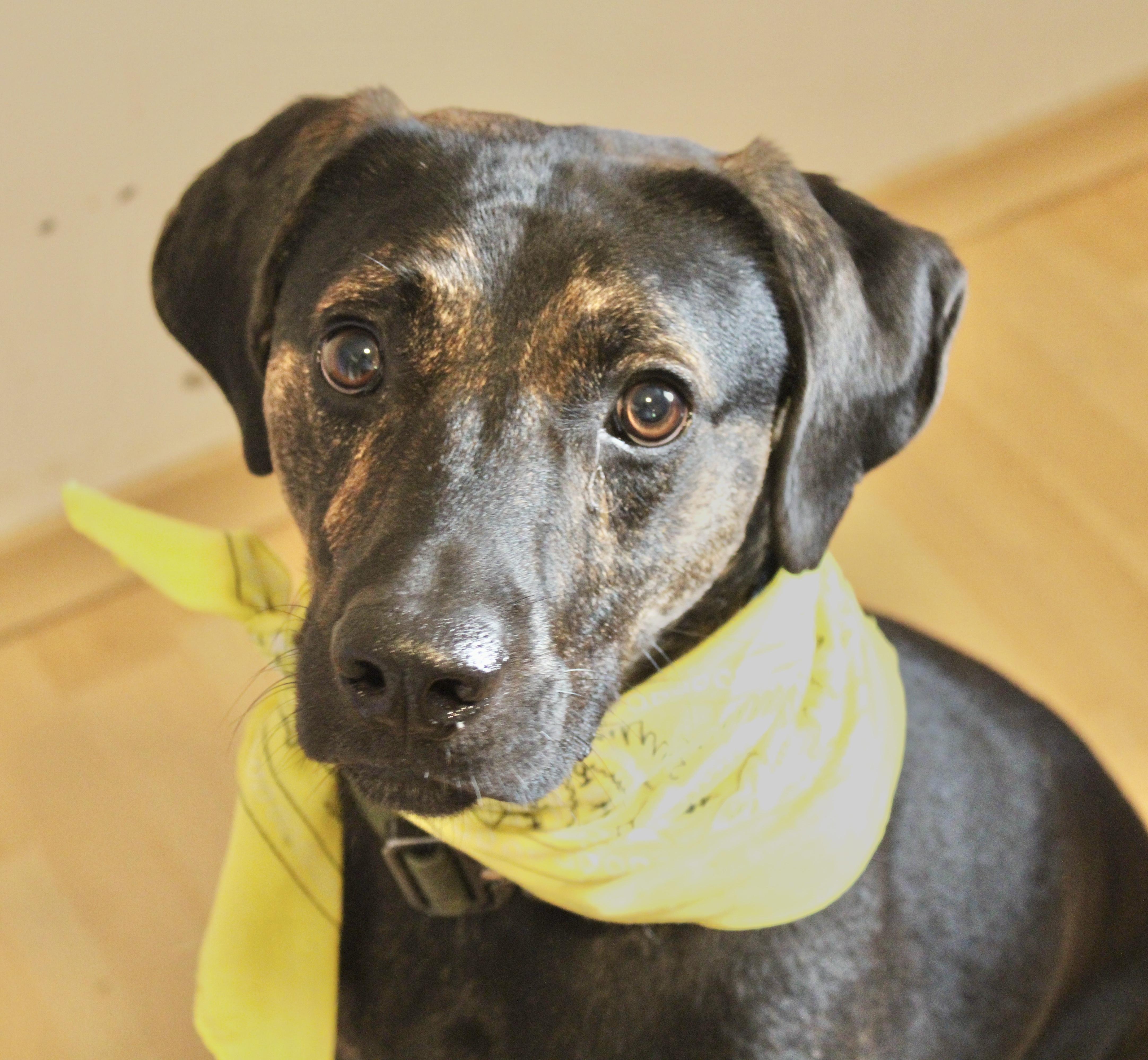 Simon, a Adoptable Mountain Cur in Manchester, CT image 3/3