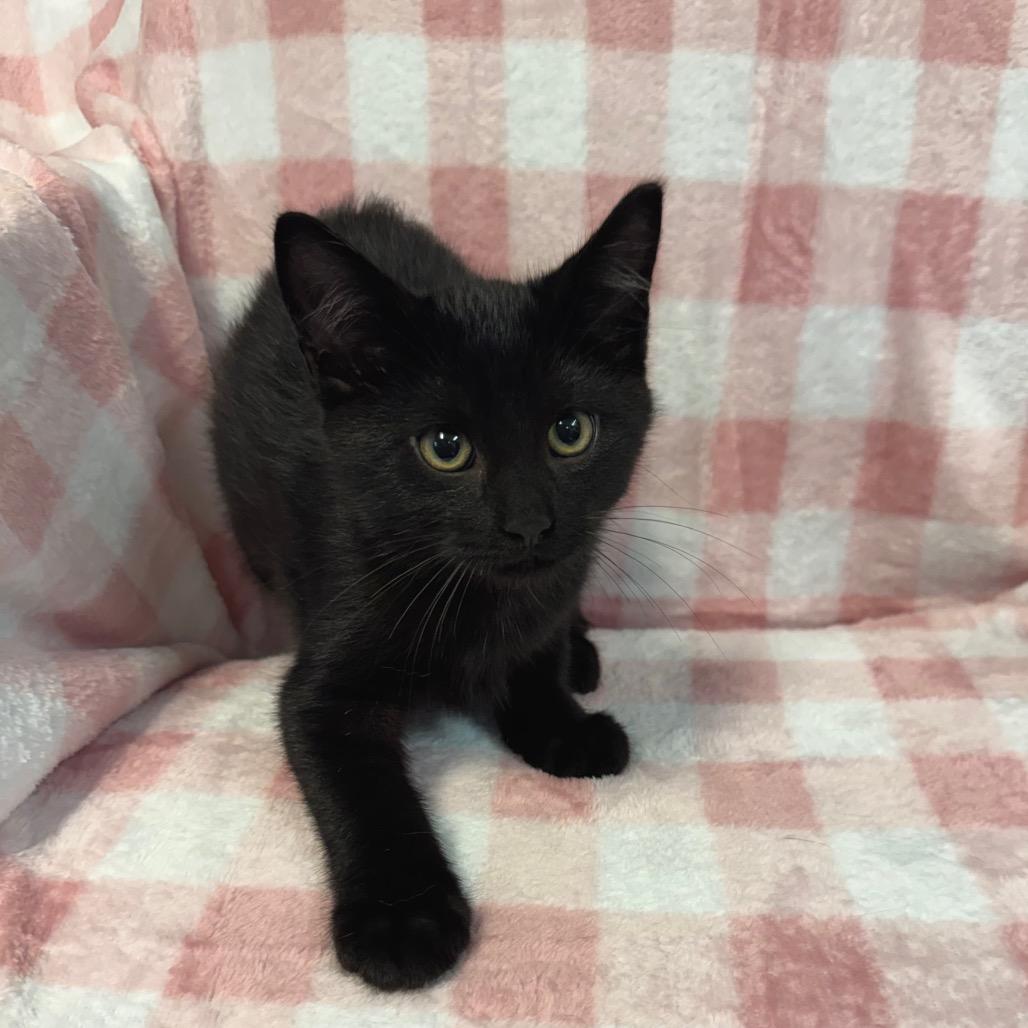 Max 1084, Adoptable, Kitten Male Domestic Short Hair.