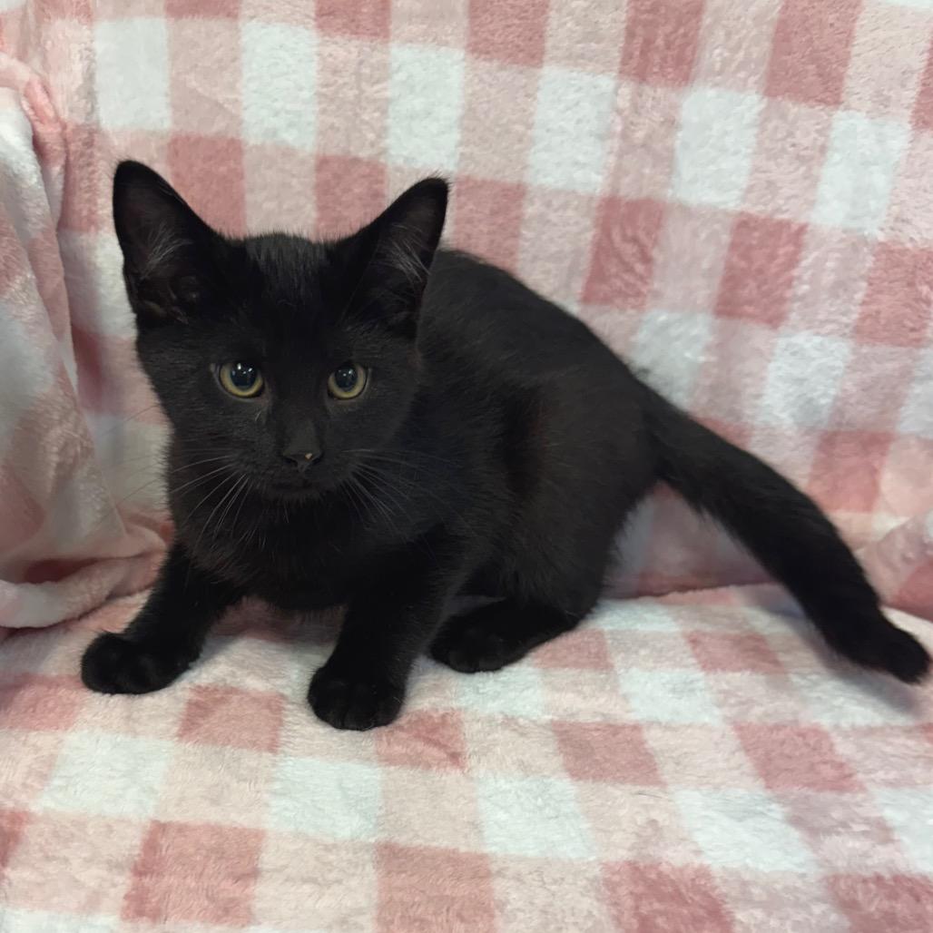 Enlarge Max 1084, a Adoptable Domestic Short Hair in Kittanning, PA image 2/6