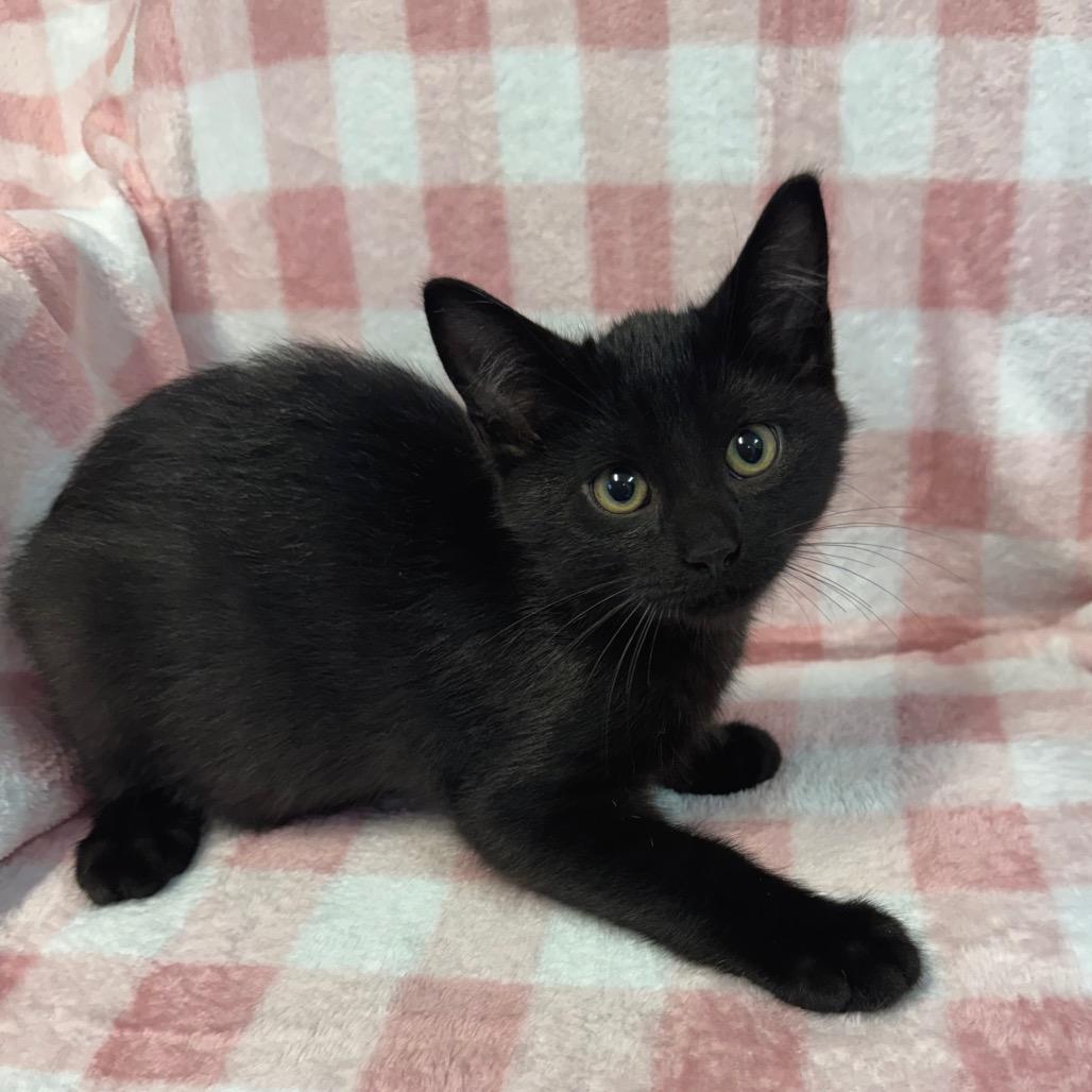 Enlarge Max 1084, a Adoptable Domestic Short Hair in Kittanning, PA image 3/6