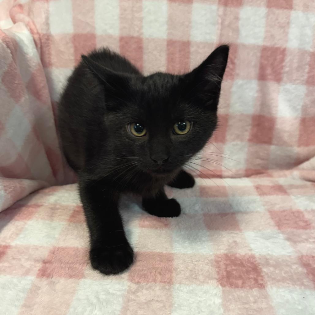 Enlarge Max 1084, a Adoptable Domestic Short Hair in Kittanning, PA image 4/6