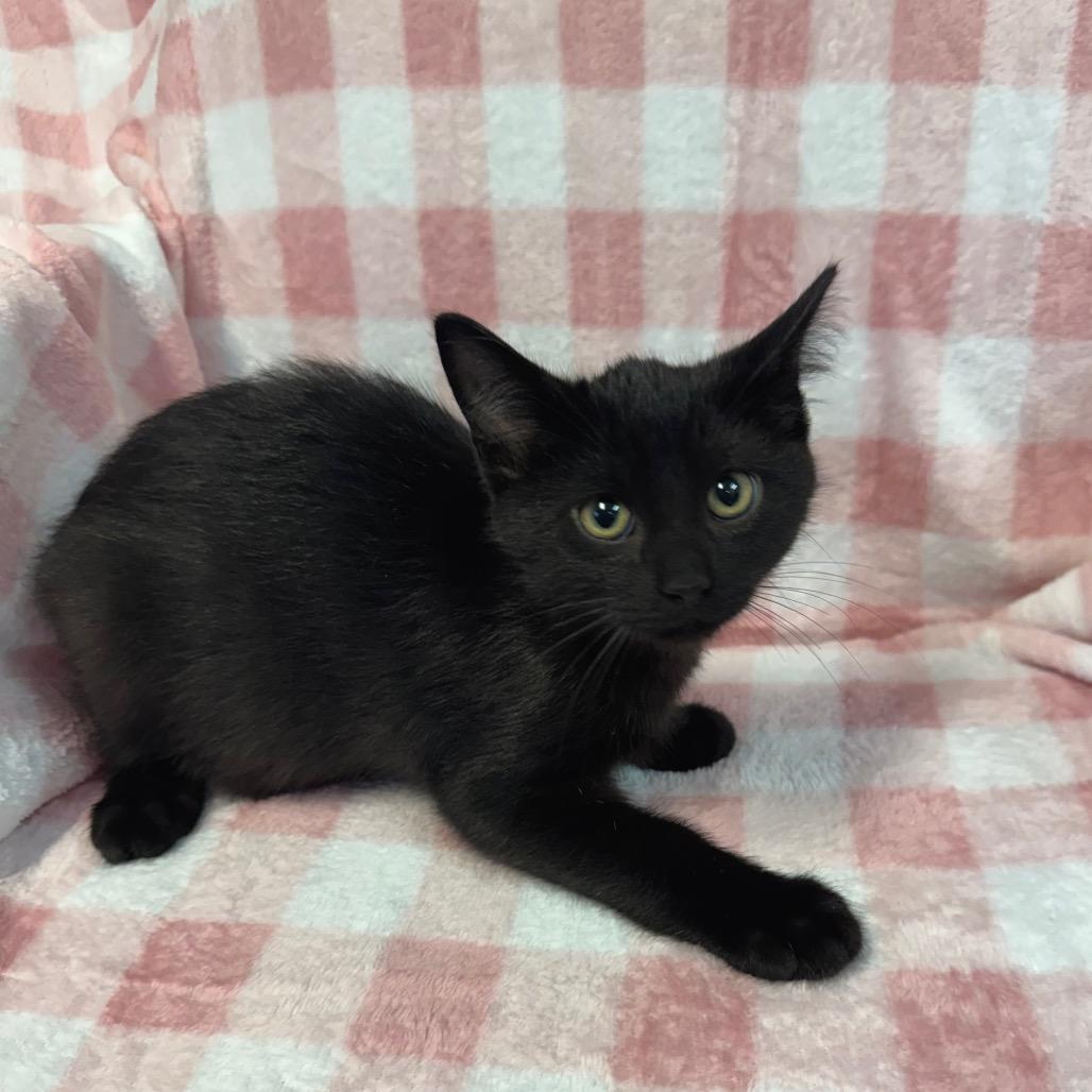 Enlarge Max 1084, a Adoptable Domestic Short Hair in Kittanning, PA image 5/6