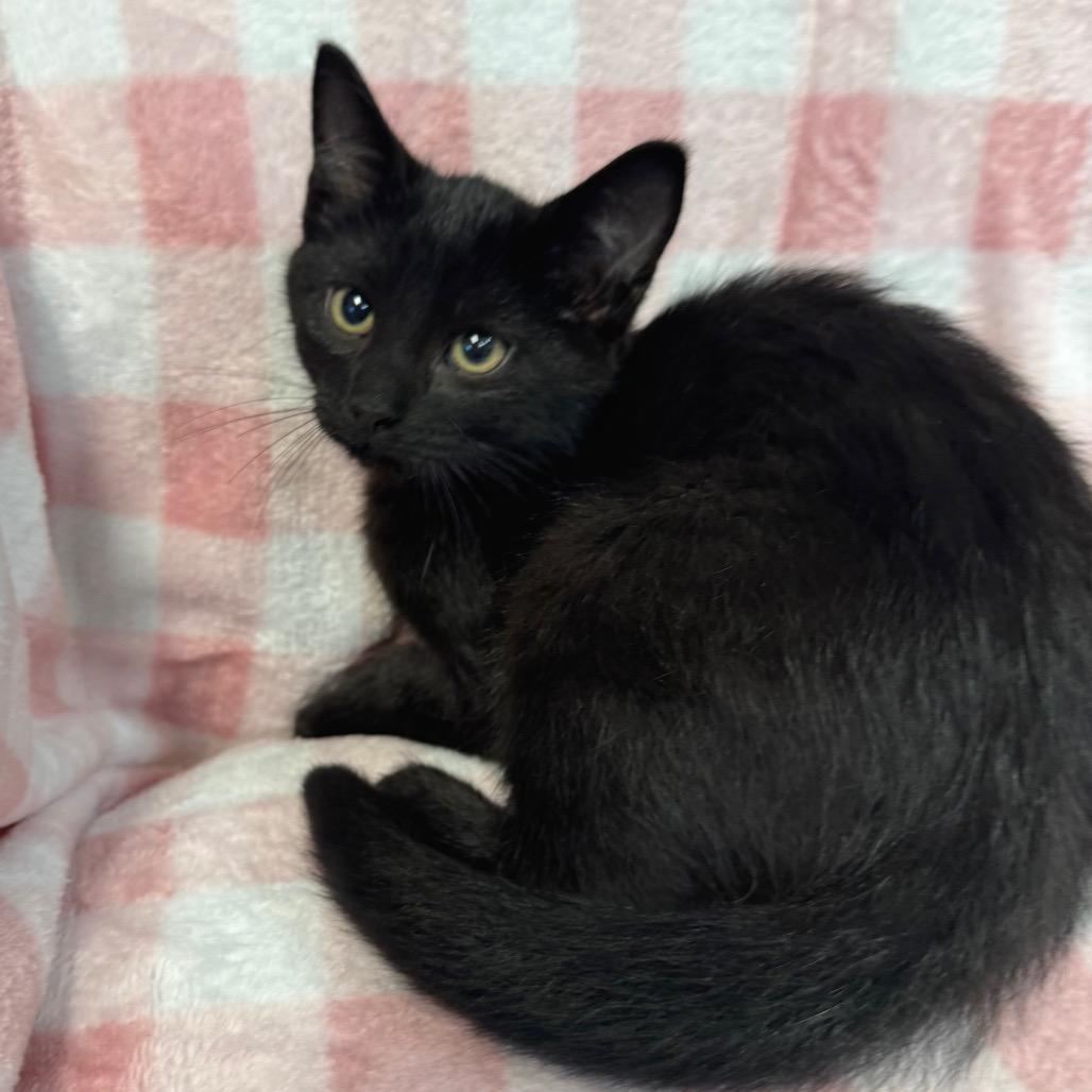 Enlarge Max 1084, a Adoptable Domestic Short Hair in Kittanning, PA image 6/6