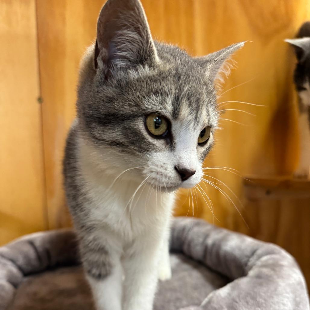 Riser, Adoptable, Kitten Female Domestic Short Hair.